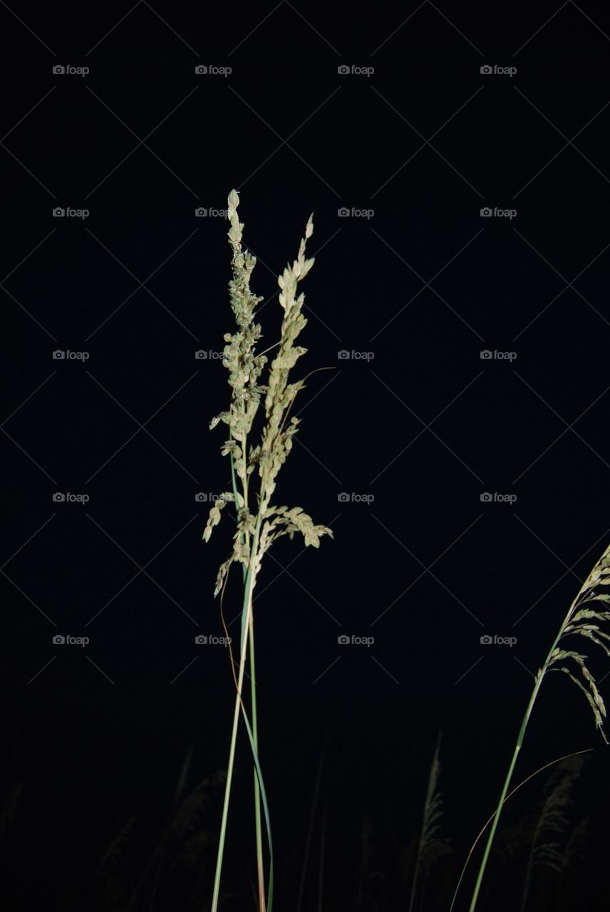 Grass on beach during night