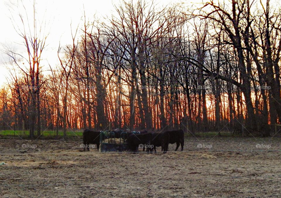 cows gathered around eating with sunset behind them through the trees