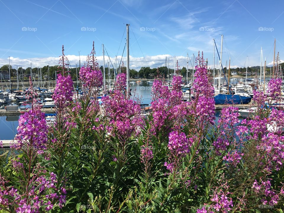 By the harbour