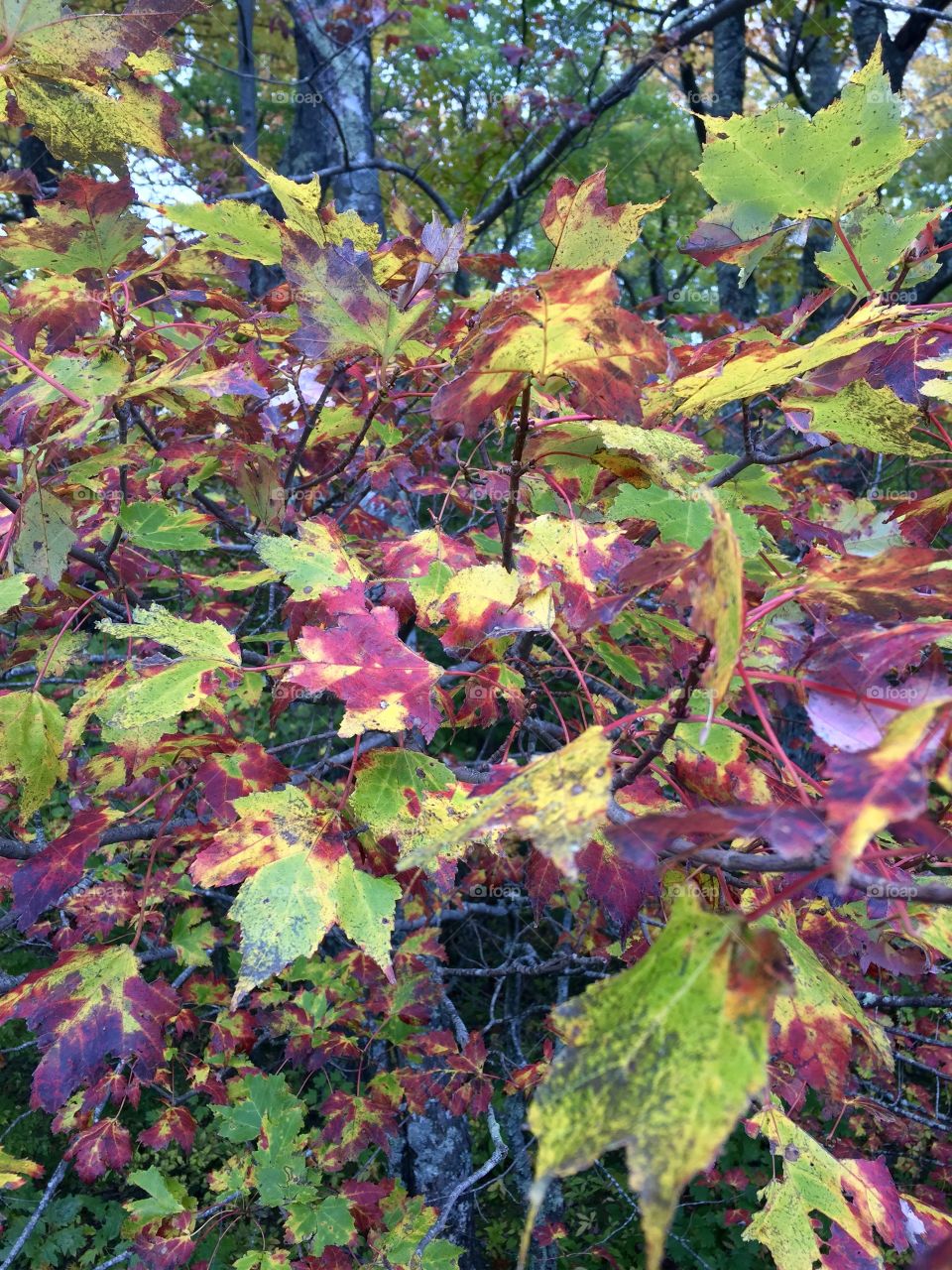 Leaf, Fall, Nature, Season, Tree