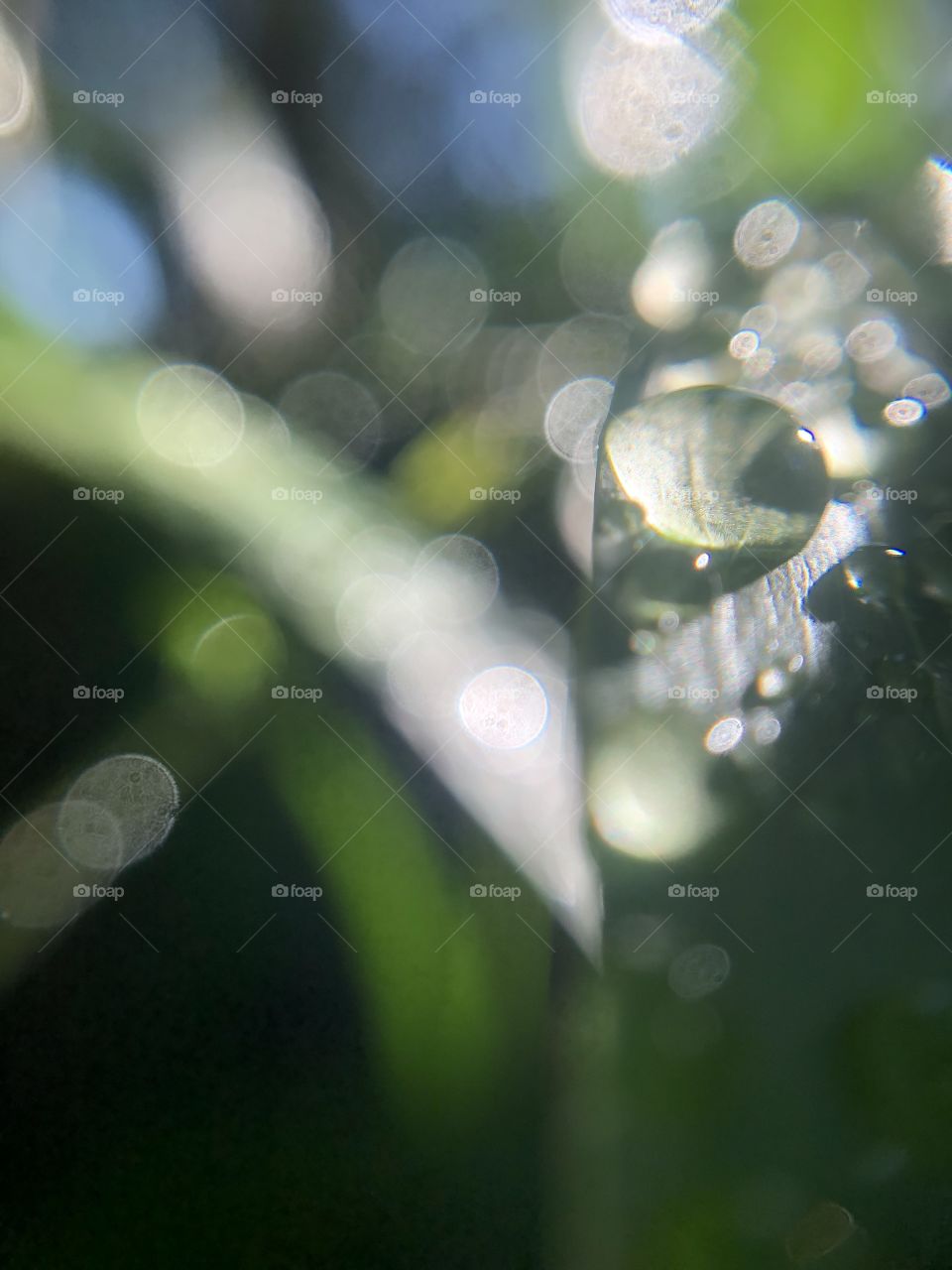 Dew drops