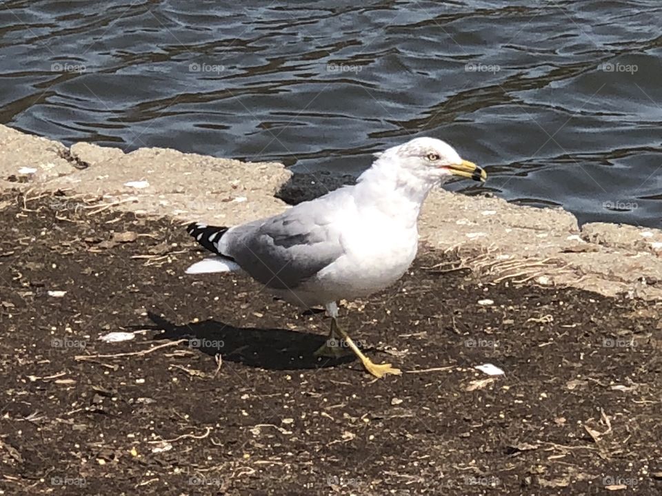 Siegel taking flight
