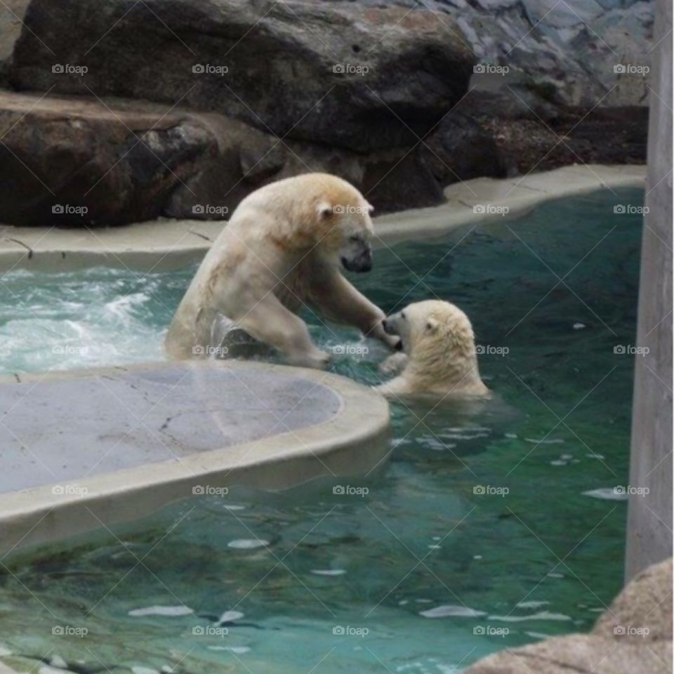 White artic bears playing 