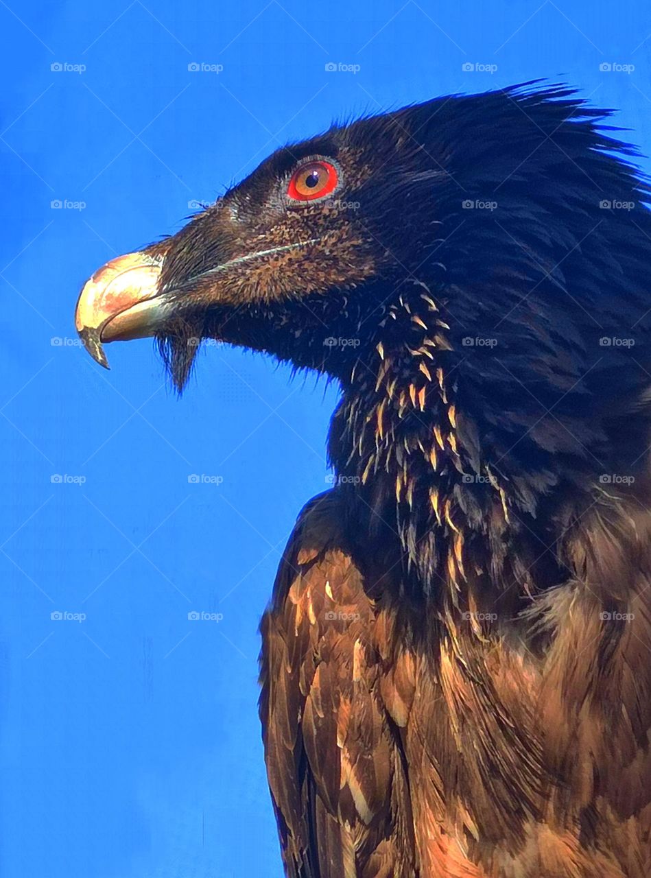 Nature. Birds. Portrait of a wild black vulture against a blue sky