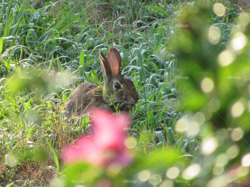 Nature, Rabbit, Bunny, Grass, Cute