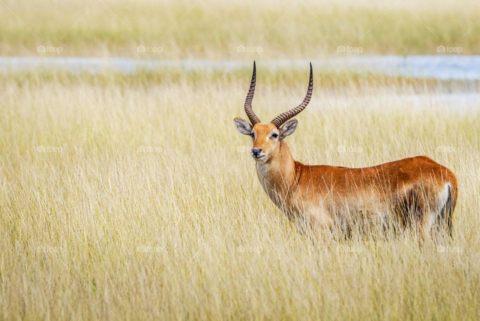 Linyanti, Botswana wildlife pictures