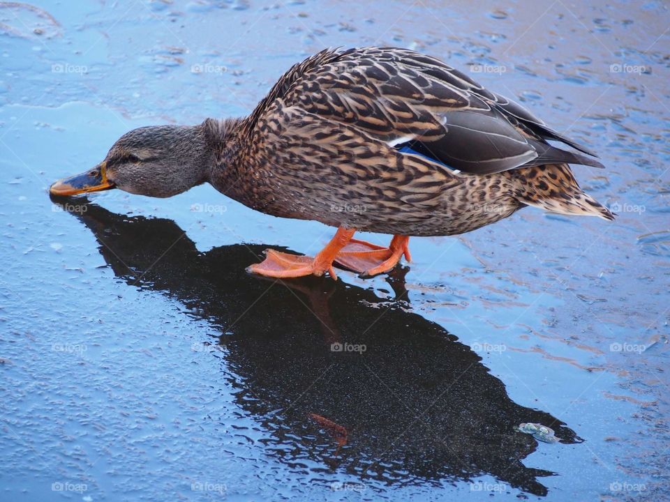 Duck on the ice