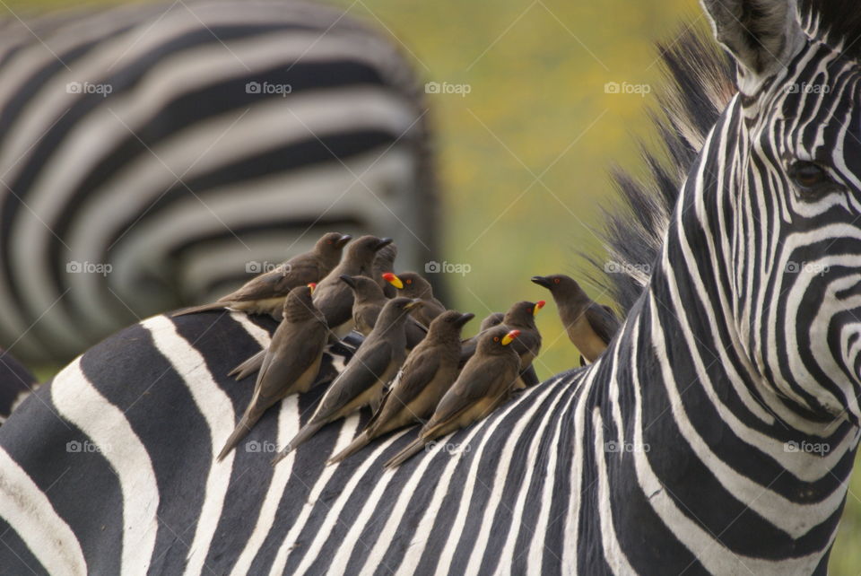 oxpeckers on zebra