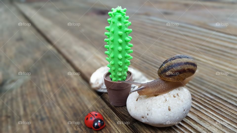 nice composition with the participation of a passing snail