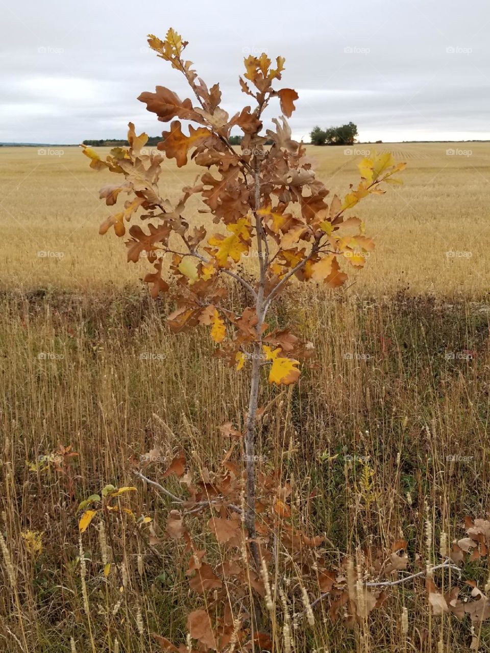 Baby oak tree