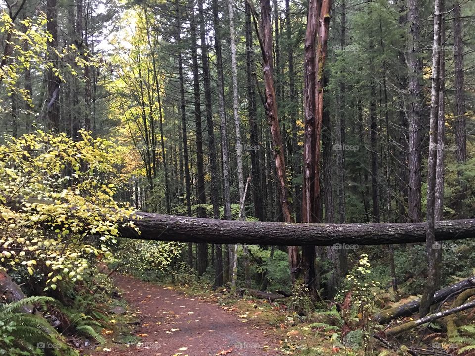 Fallen tree