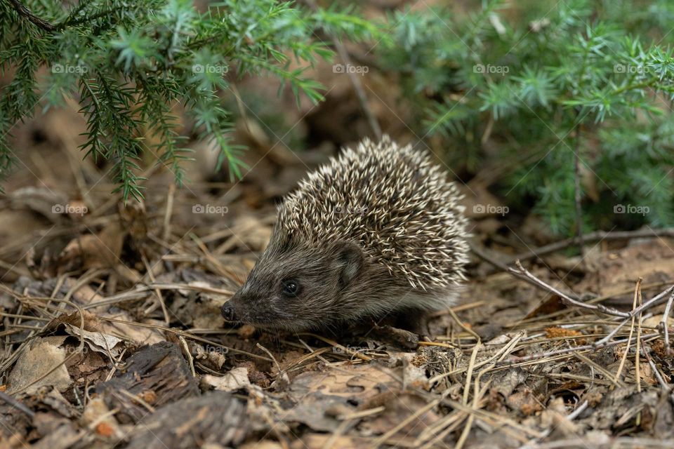 Hedgehog in forest 
