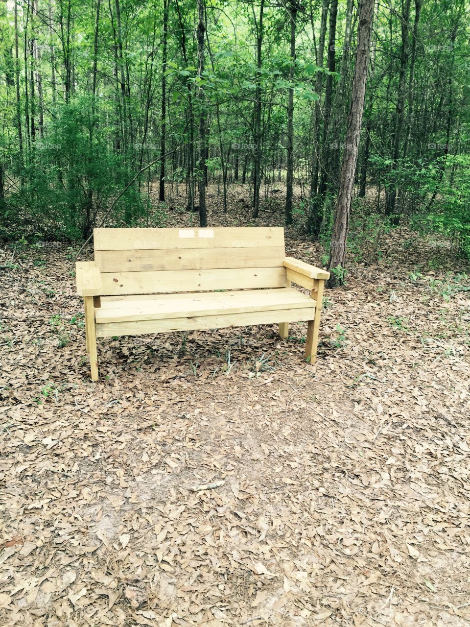 Bench set in the woods of national park in Georgia.