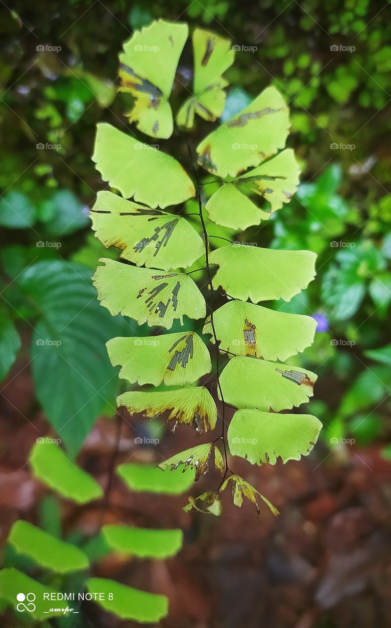 Maiden hair fern with deformities which actually adds beauty to the whole picture and the various blurry monsoon plants in the background.