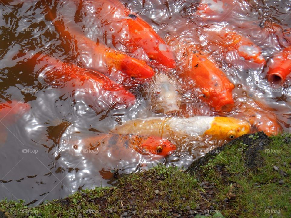 Koi fishes