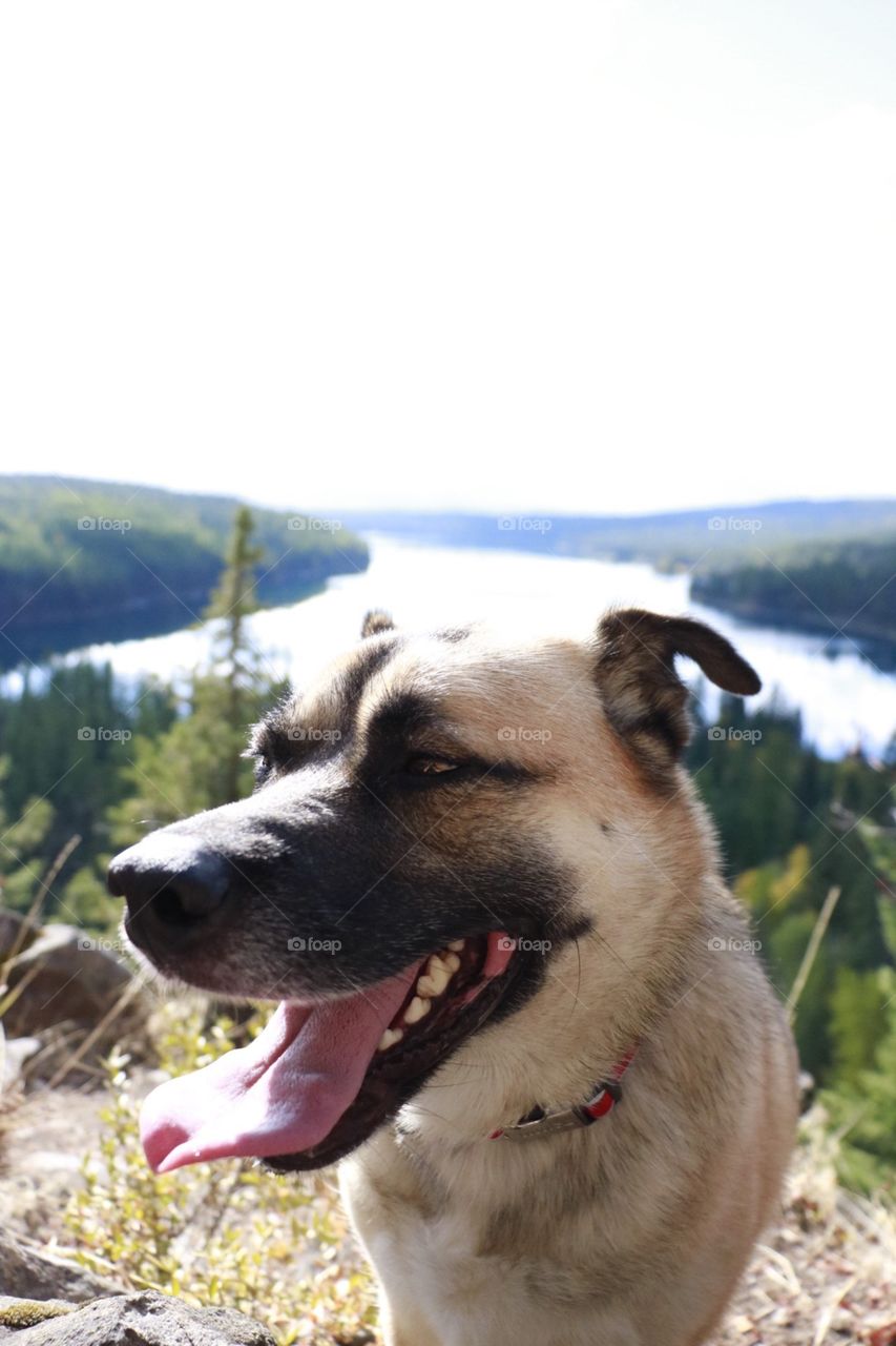 German shepherd wandering through the Montana wilderness. 