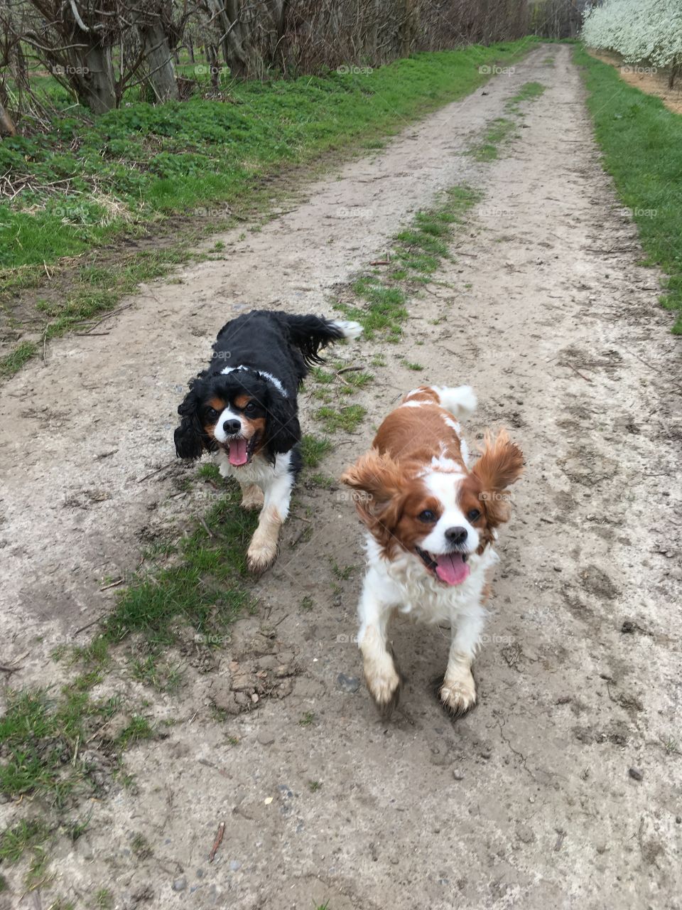 Best friends until the end - We miss you Charlie. 💖