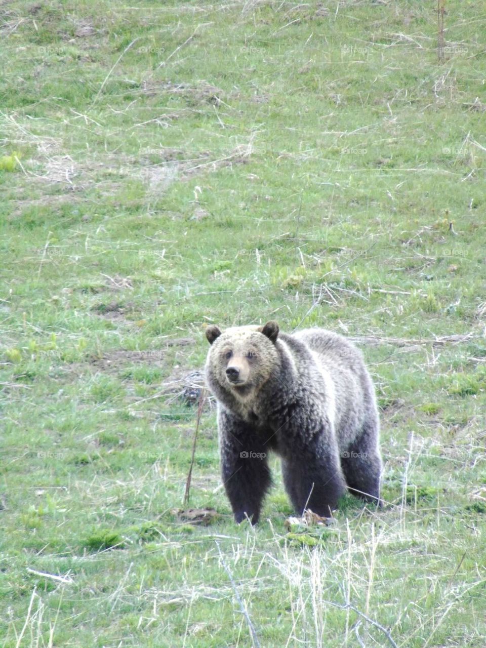 Grizzly bear in Yellowstone National Park. 