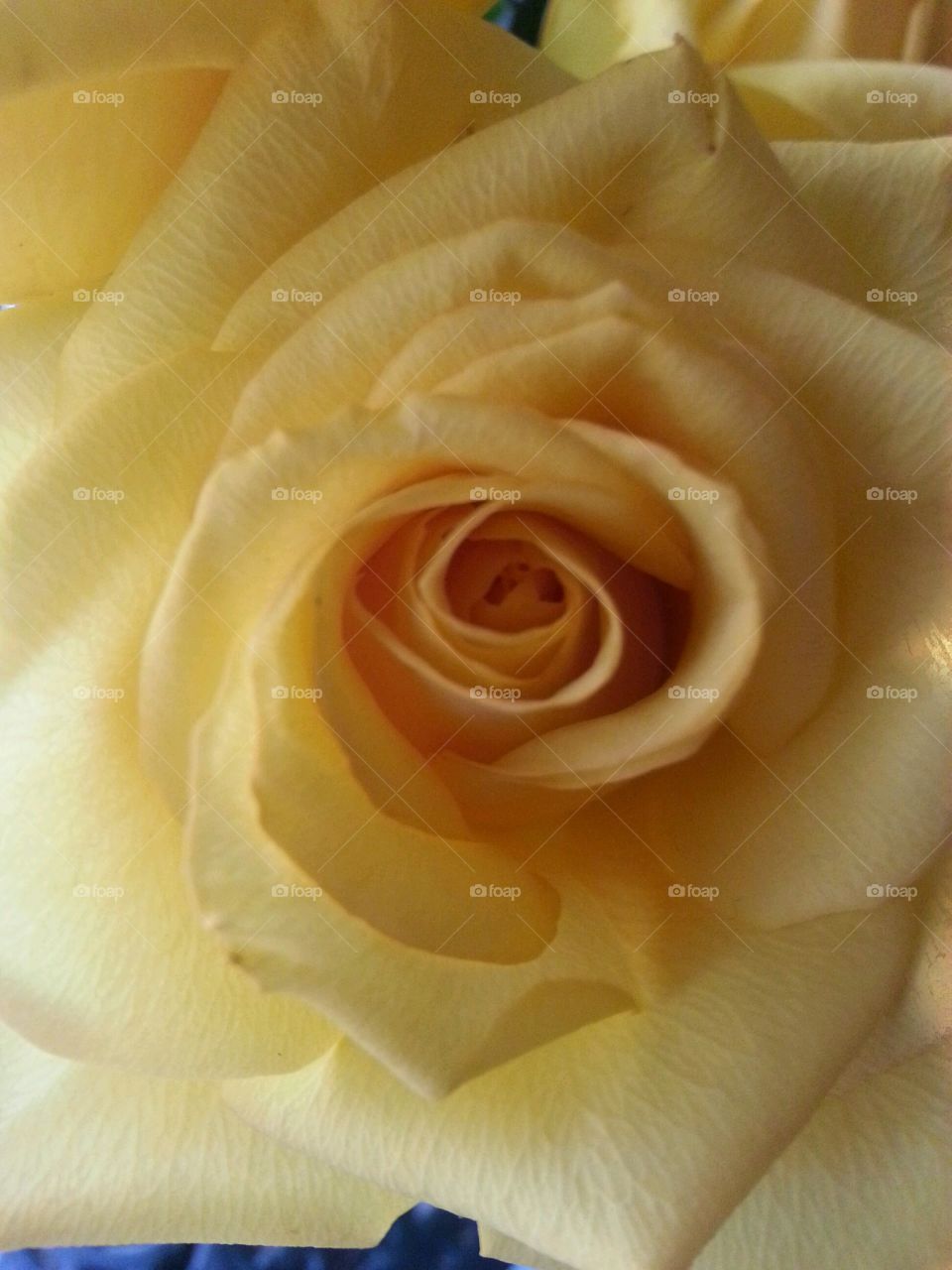 Yellow Rose . Given as a "Get well” gift. 