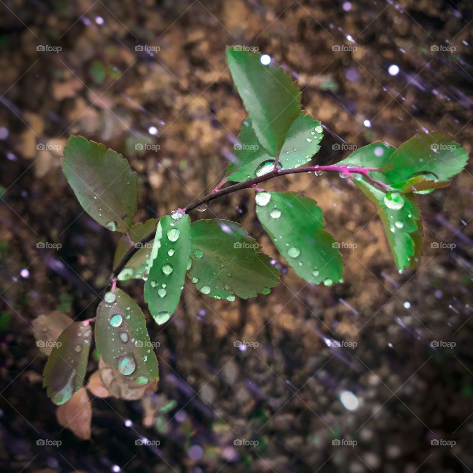 amethyst rain 