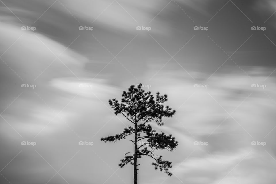 Lonely tree in black and white 