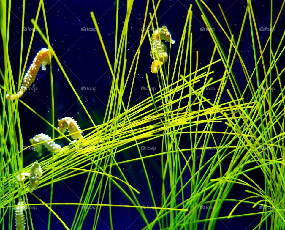 🐉seahorse landscape🐉