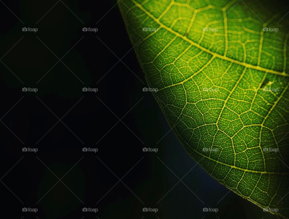 fresh green leaf texture closeup,background-texture.