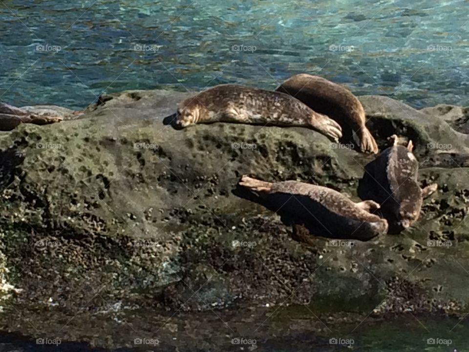 Sea lions napping 