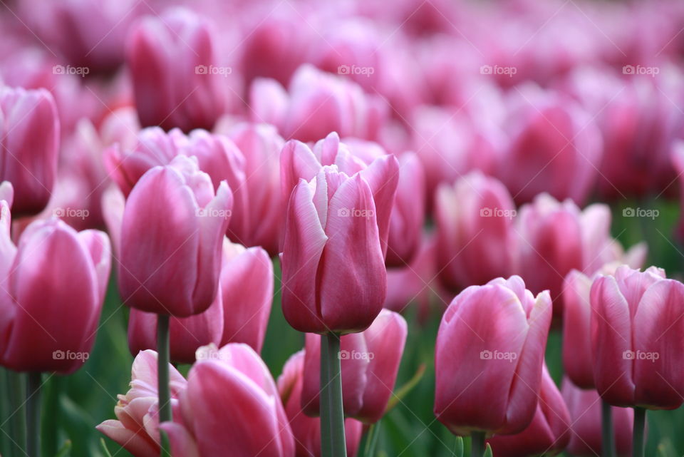 Tulips wallpaper