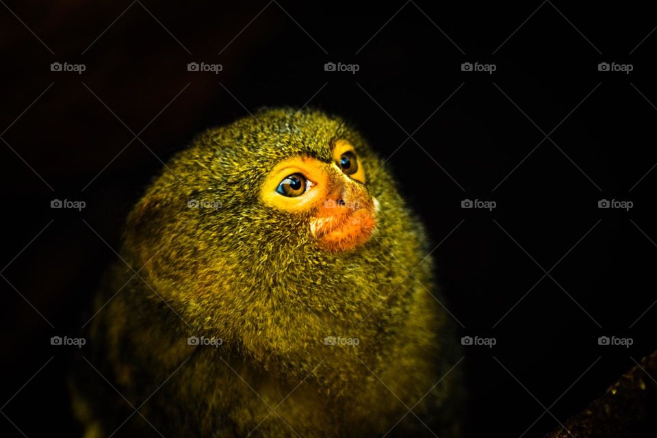 smallest monkey in the world