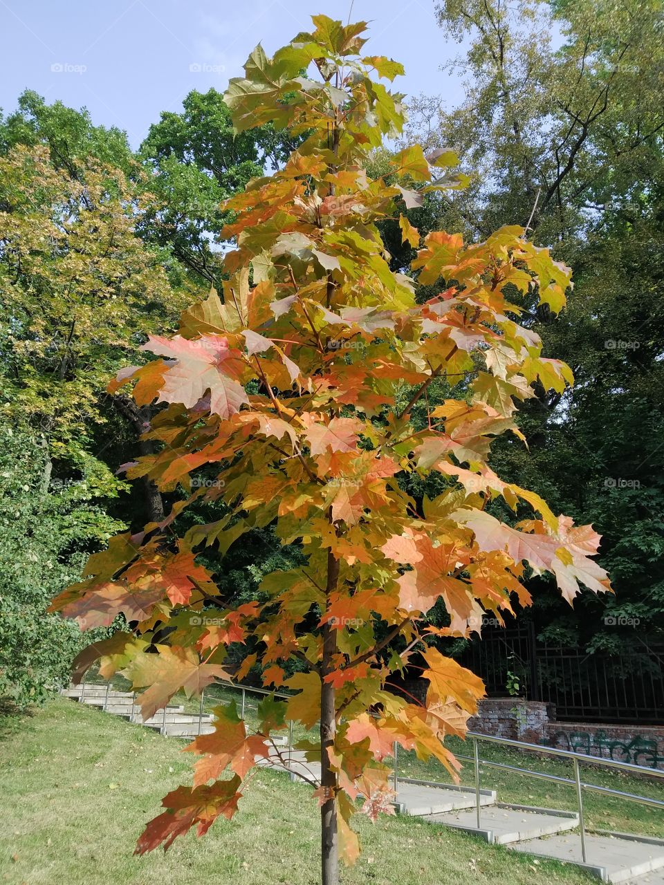 A small maple tree in autumn foliage.
