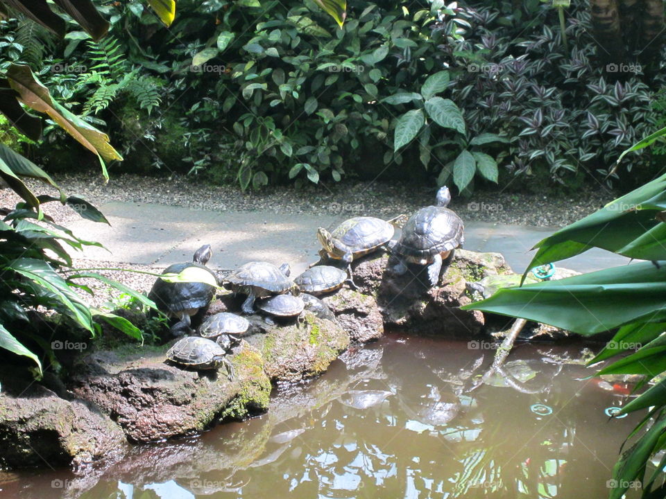 Water, Nature, Leaf, No Person, River