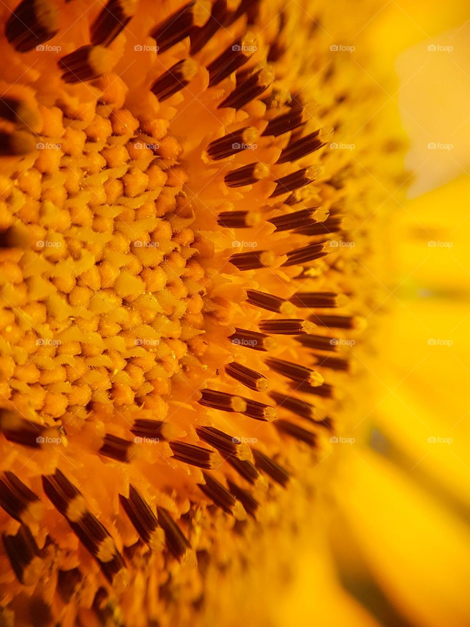 inside view of yellow sunflowe