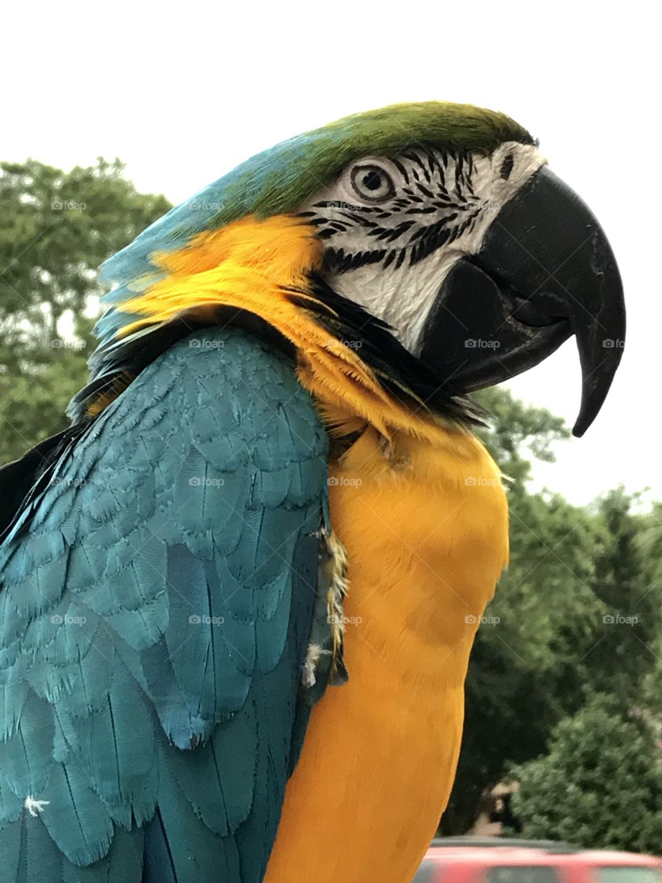 Blue and yellow macaw 