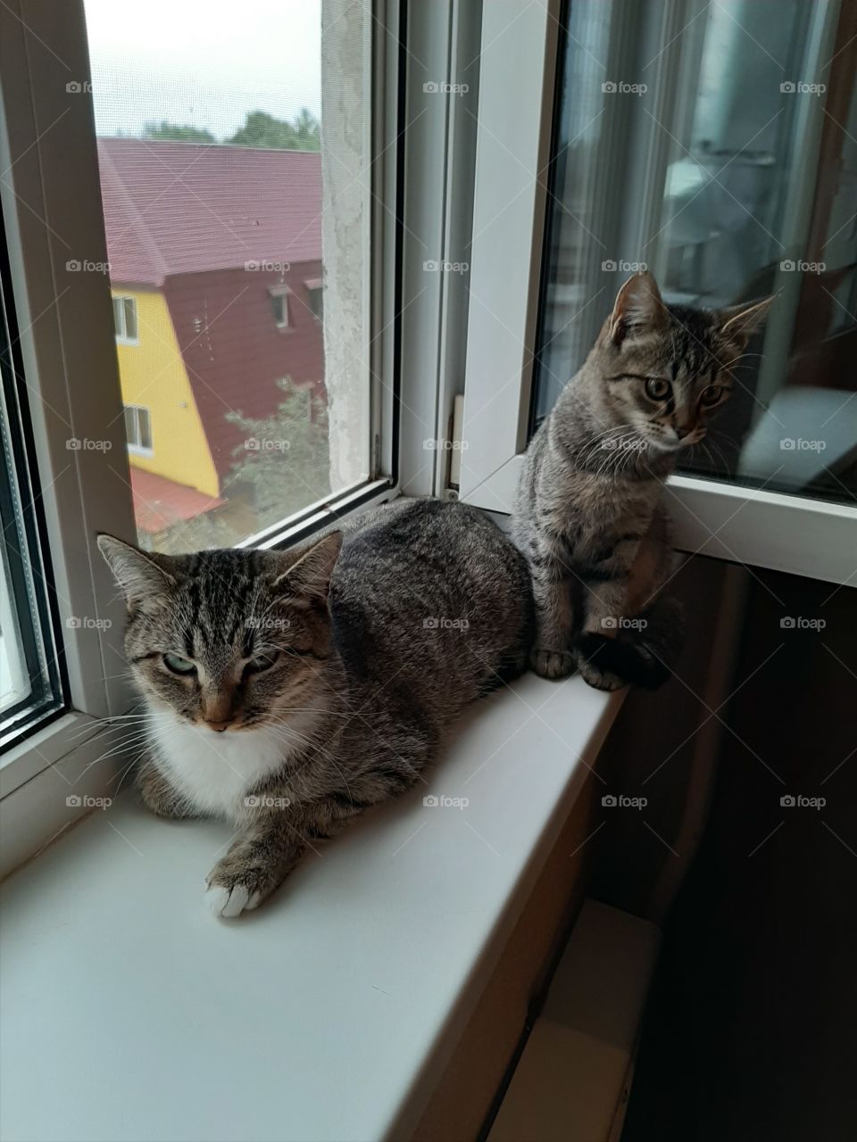 Что   за   звук?