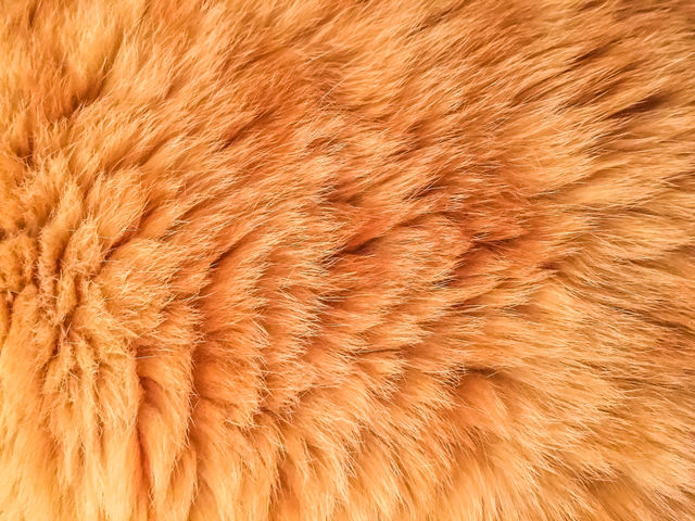 Full frame of animal hair
