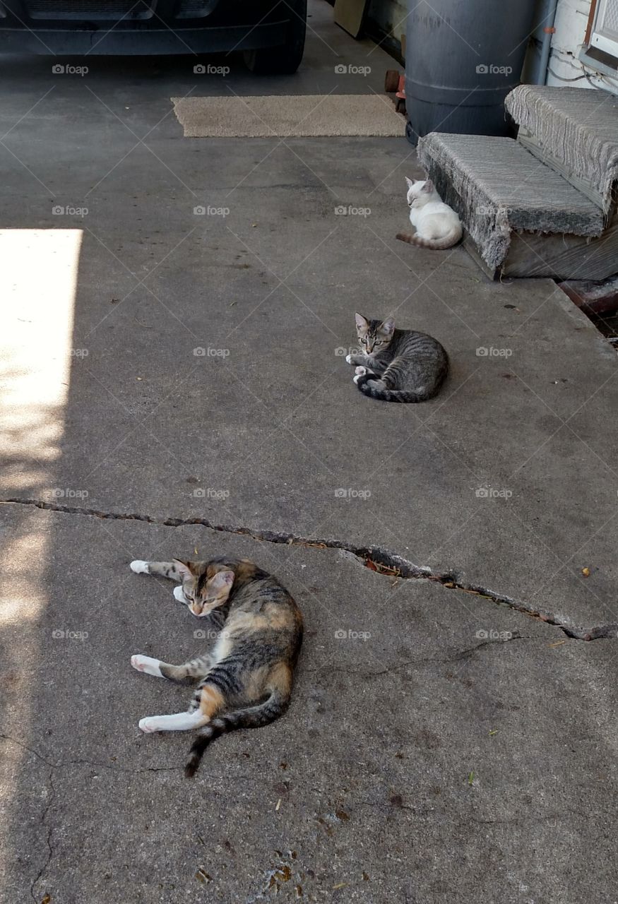 cats resting in a row