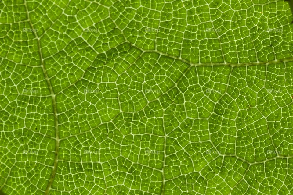 Green leaf chlorophyll texture