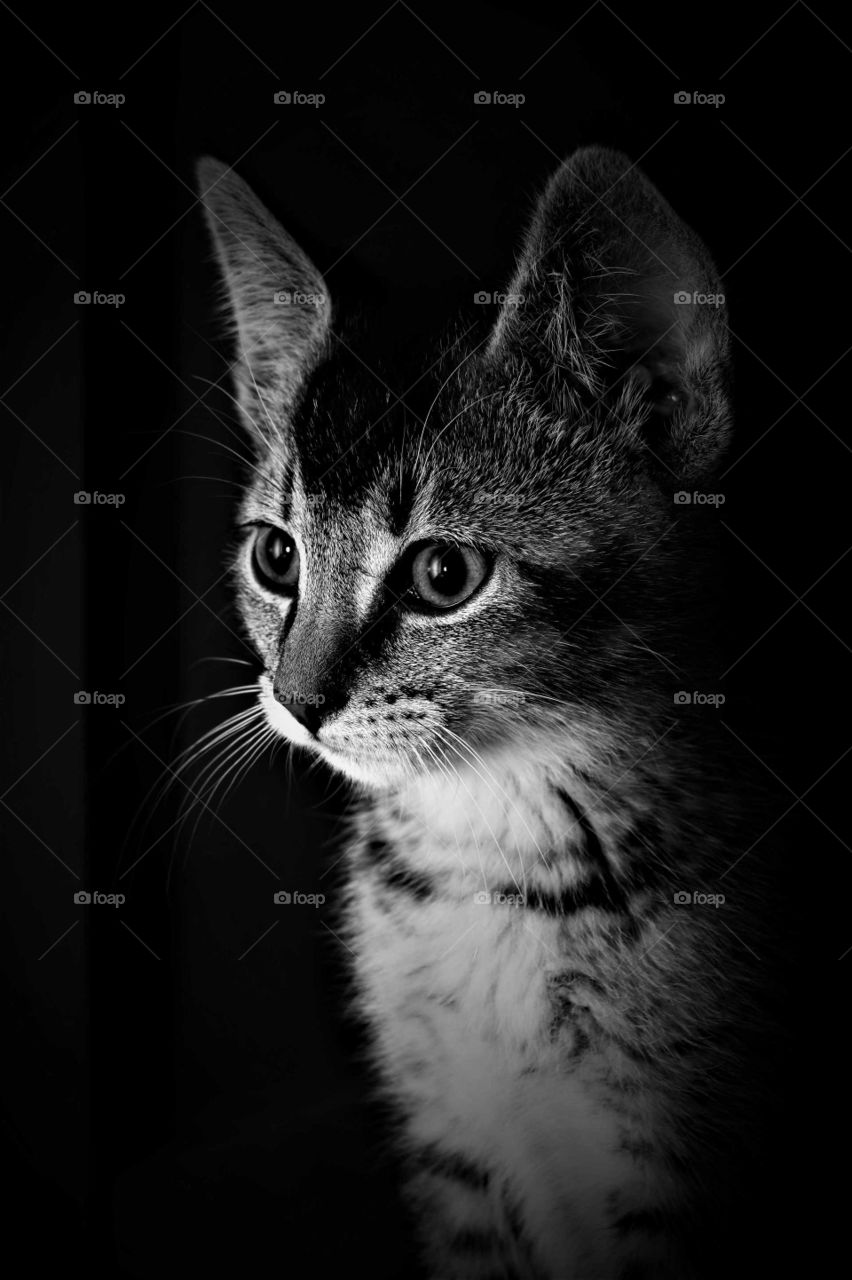 cute tabby kitten low key portrait in black and white