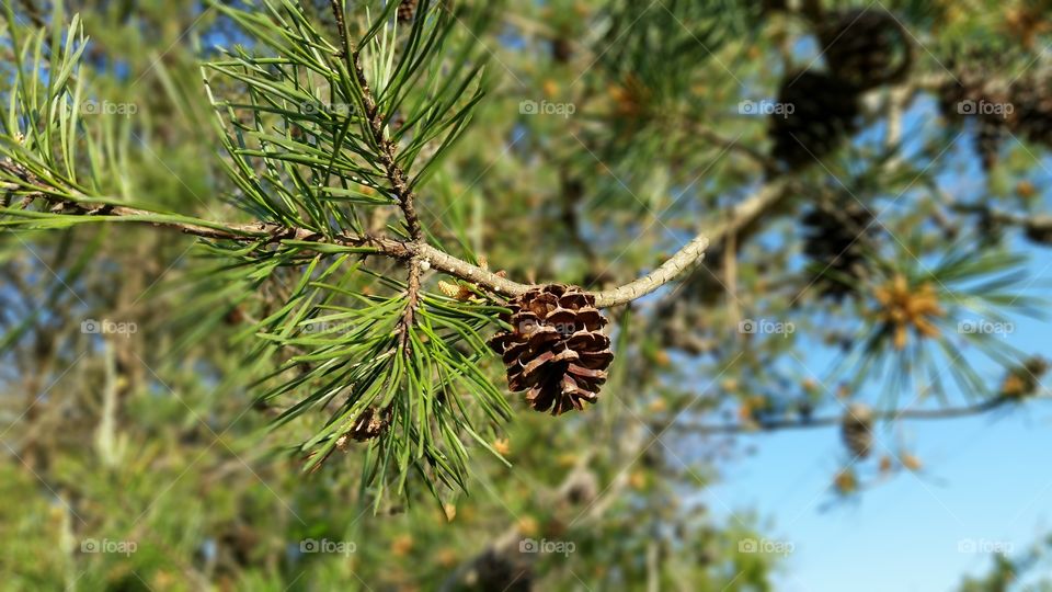 close up pine cone