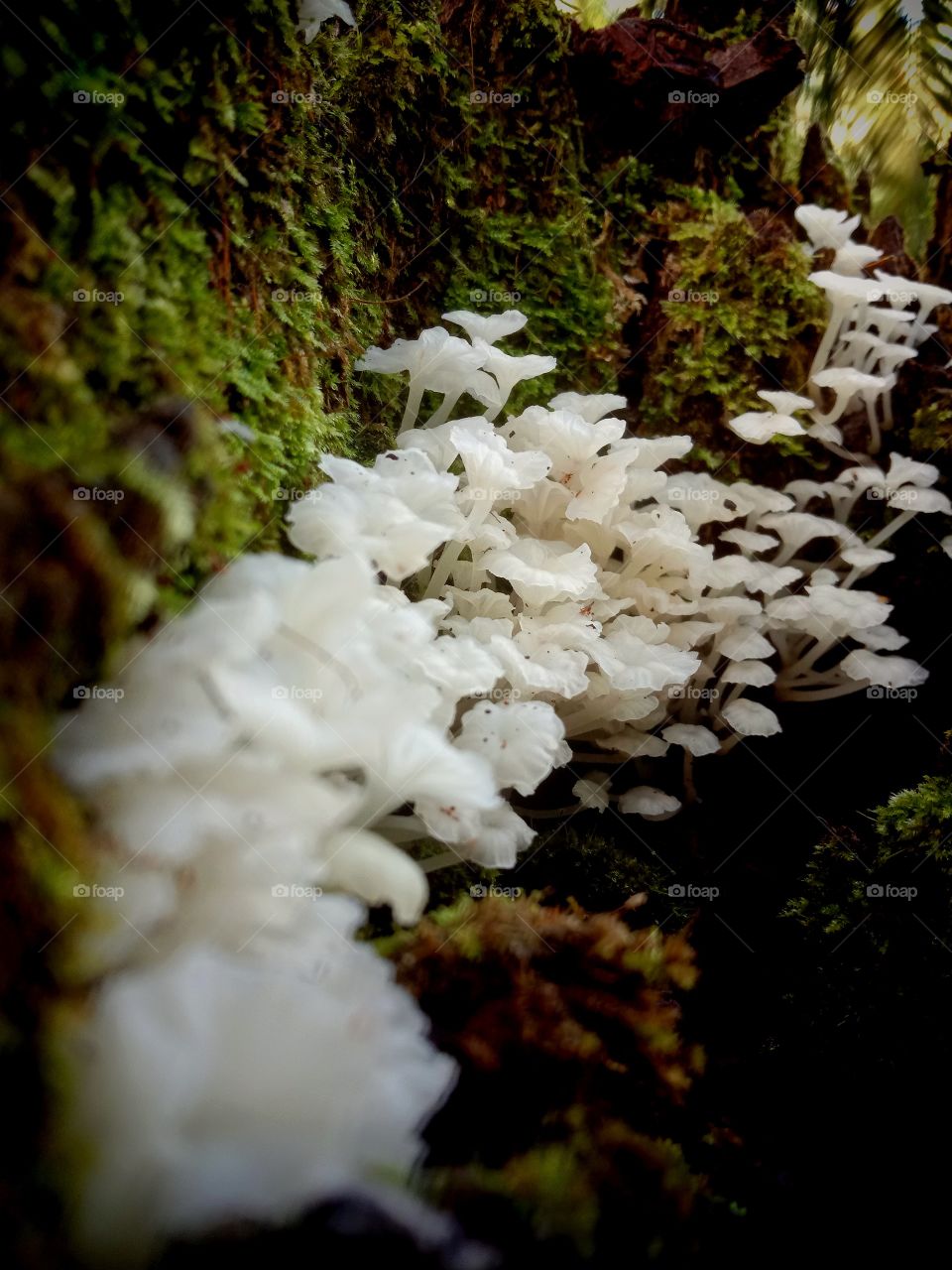 Delicatula is a genus of fungi in the family Tricholomataceae