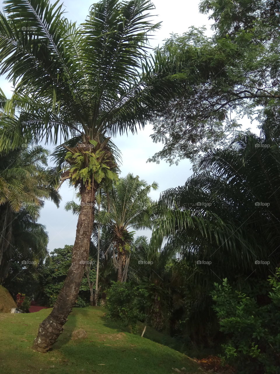pohon kelapa sawit
