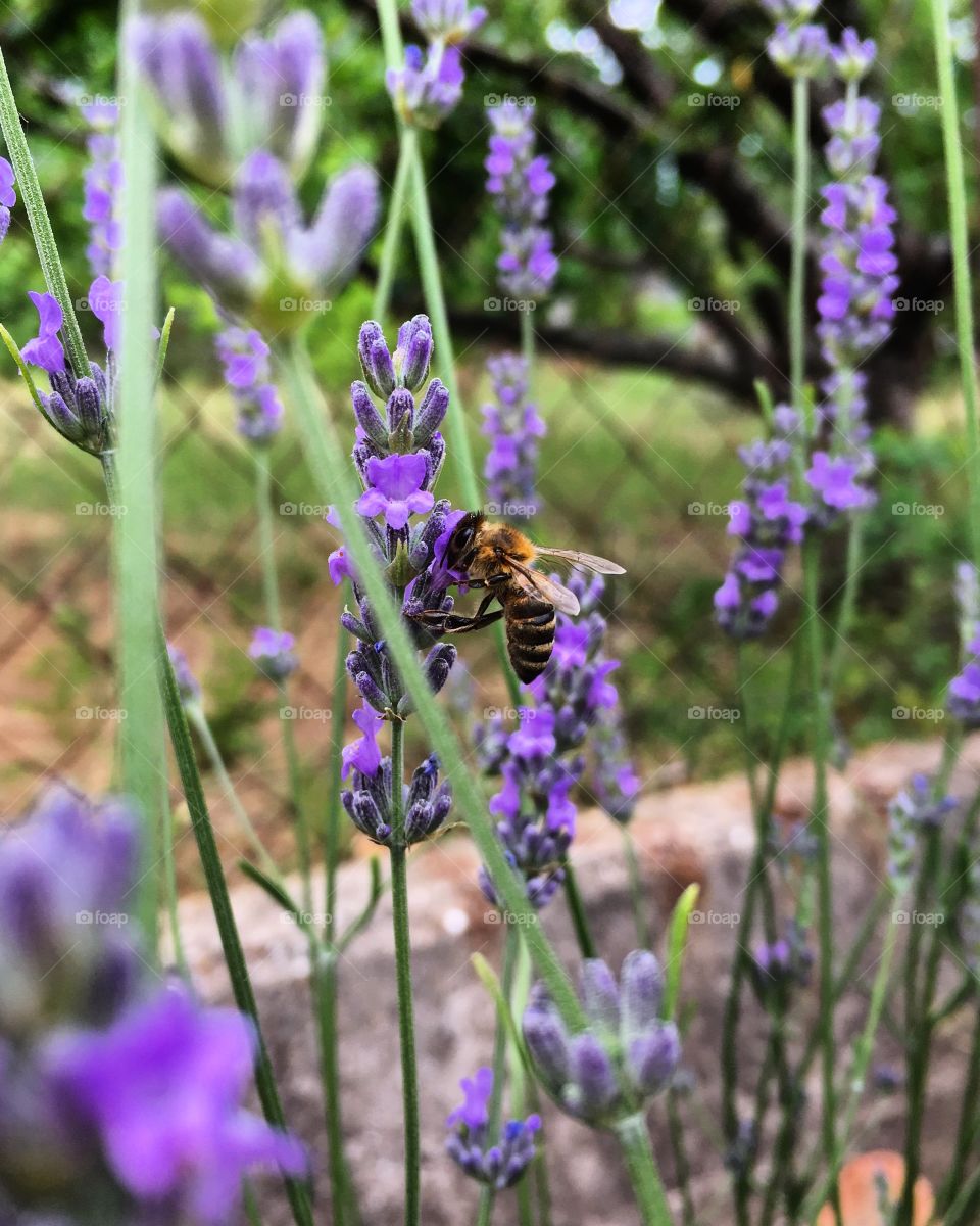 Flowering lavender and bee