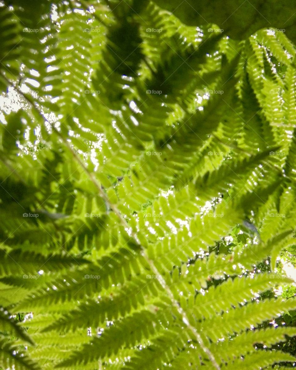 Fern