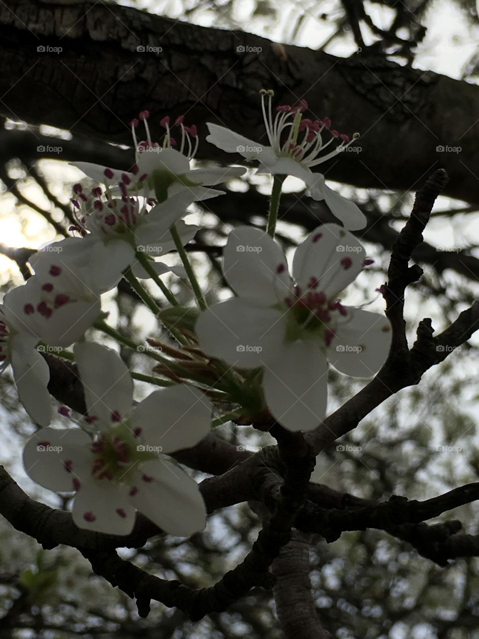Upclose blossom