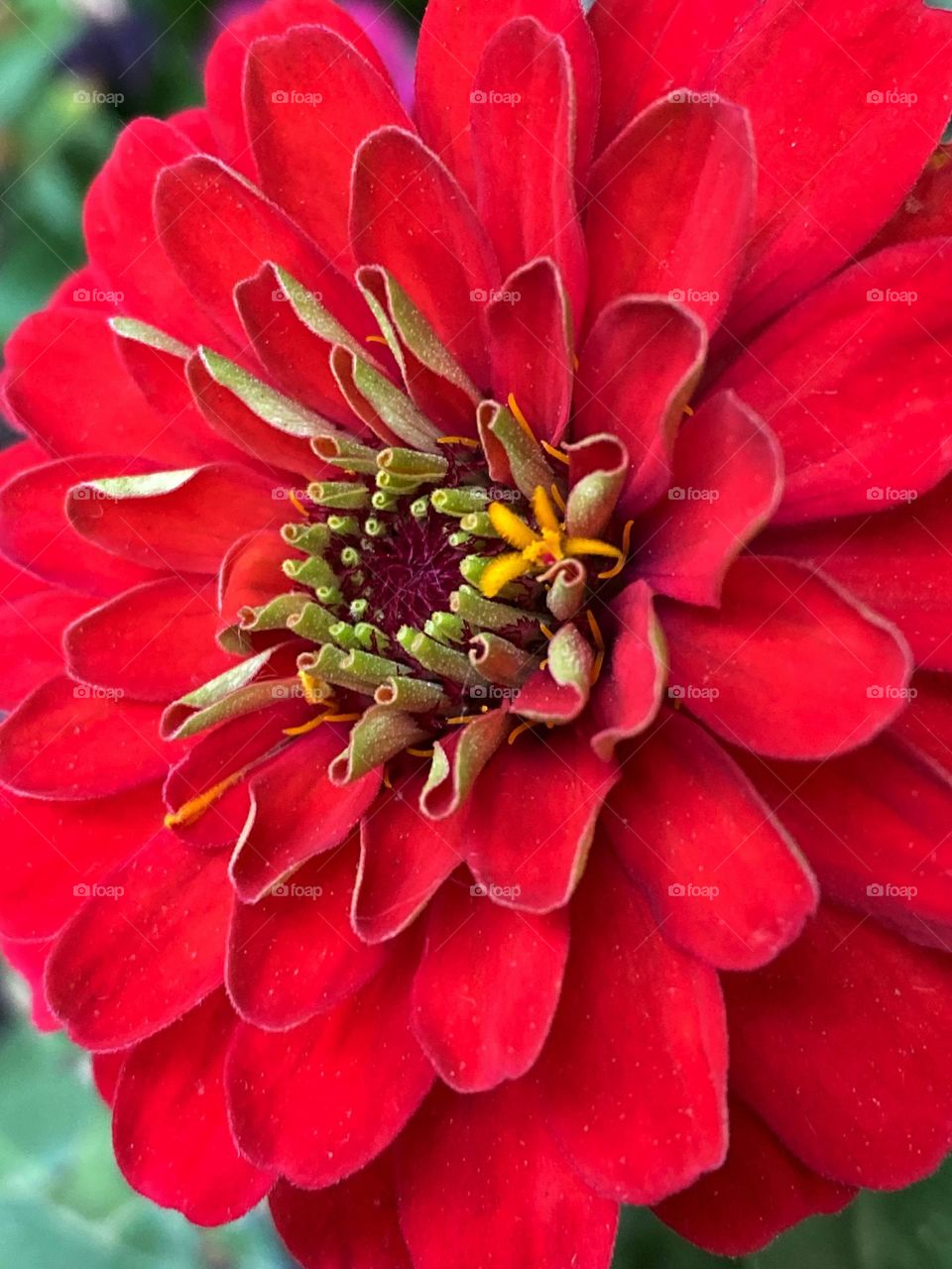 Close up of Blooming red zinias.