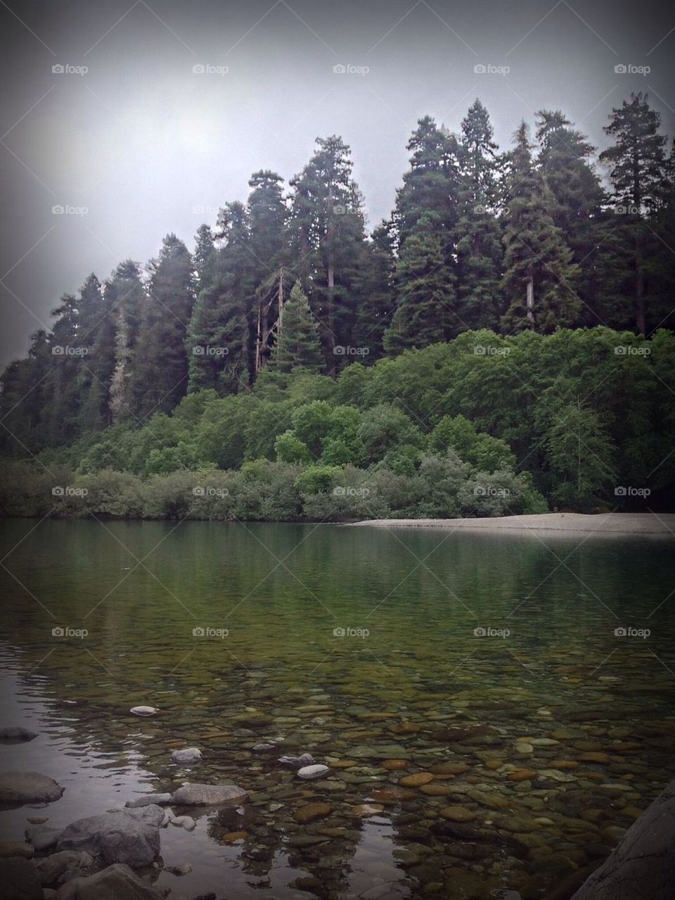 Stout Grove Jedediah Smith Redwoods