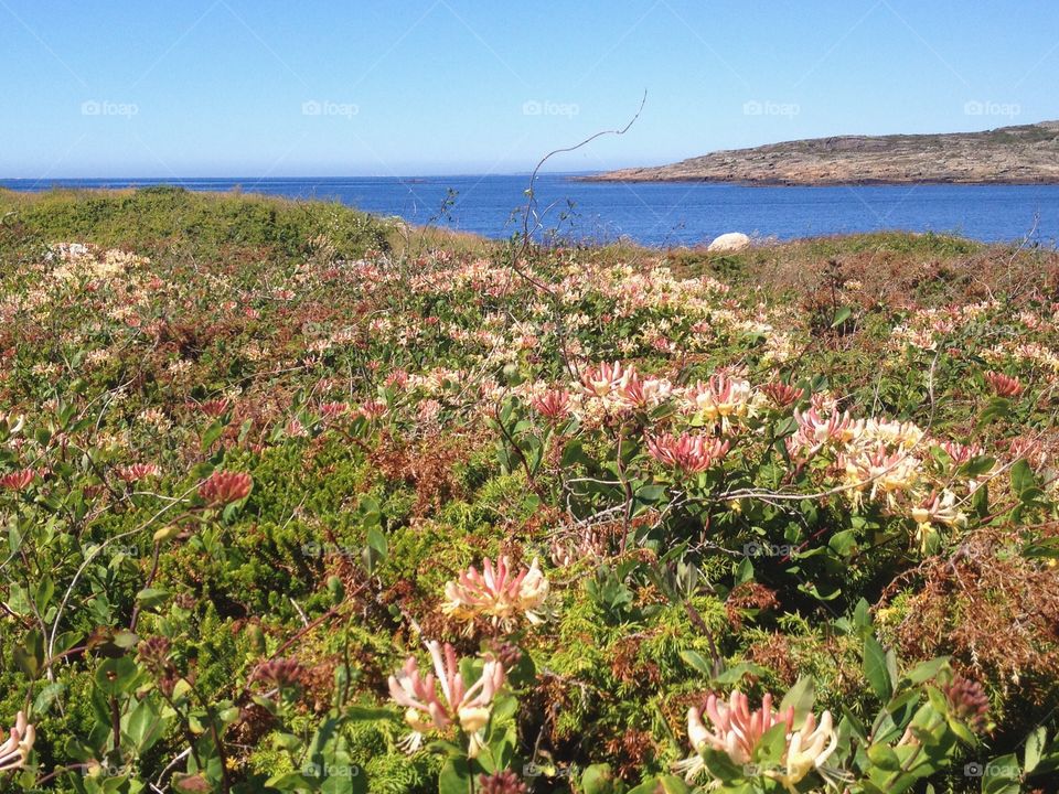 Honeysuckle