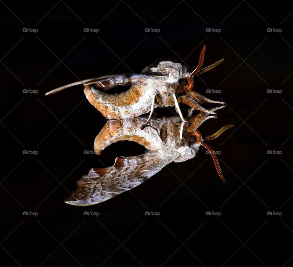 Large Moth a Reflection