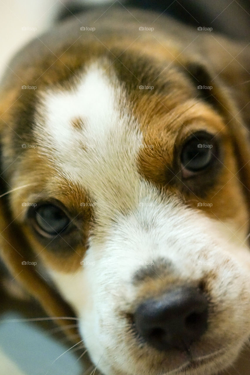 Extreme close-up of dog